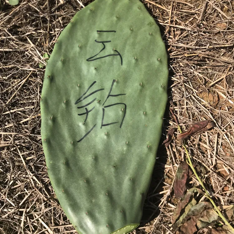 食用仙人掌（云钻/红钻）可食用嫁接美容适合室内外种植的多肉植物