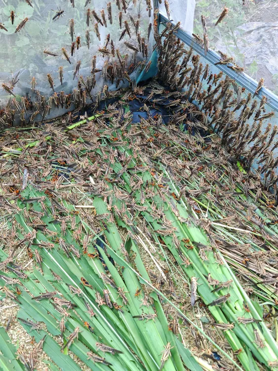 贵州活体蚂蚱蝗虫东亚飞蝗成虫公母混合装