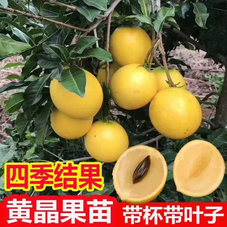 黄晶果6号果树苗