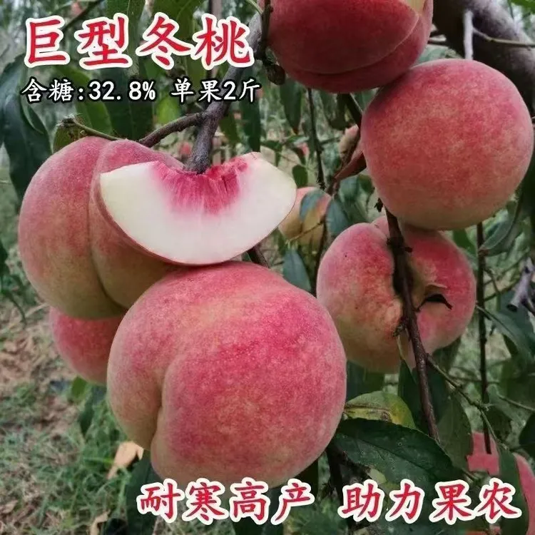 晚熟特大果冬桃树苗南方北方阳台庭院盆栽地栽当年结果水果树苗