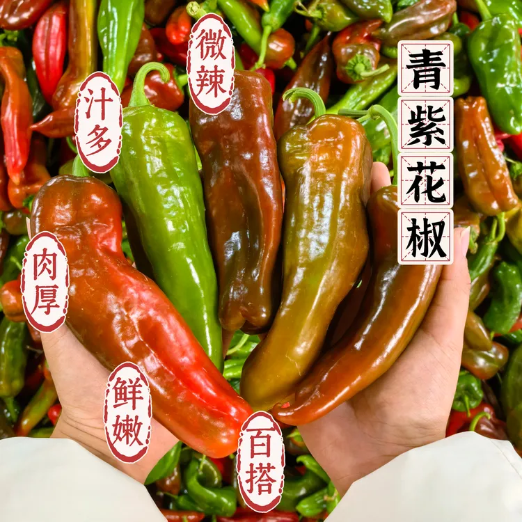 【青紫花椒】安徽青紫花色椒彩虹椒农家自种新鲜现摘饱满汁厚
