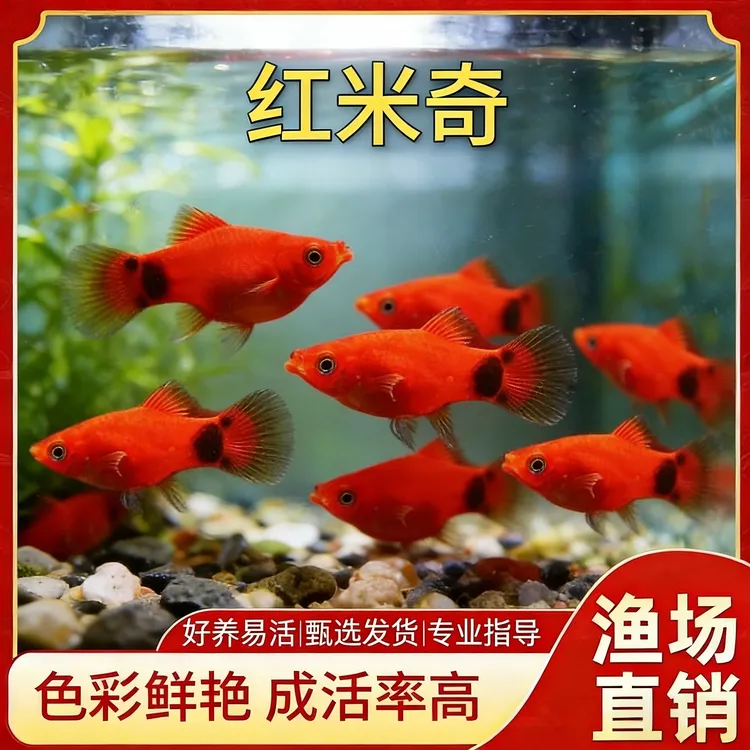 清洁除藻米奇鱼好看小型精品好养活观赏鱼混养