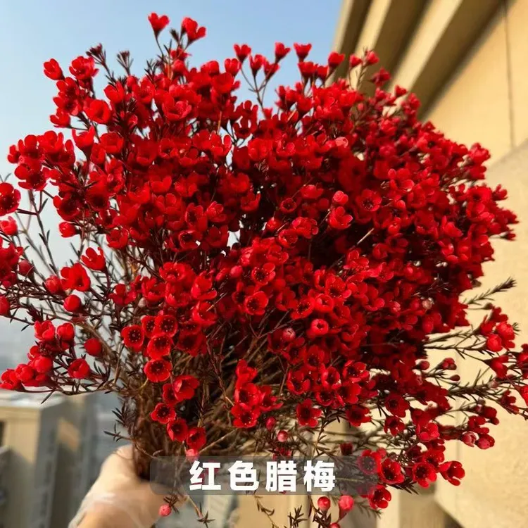 【买1束送1束】澳洲腊梅鲜花水养鲜切花卉云基地生日直发