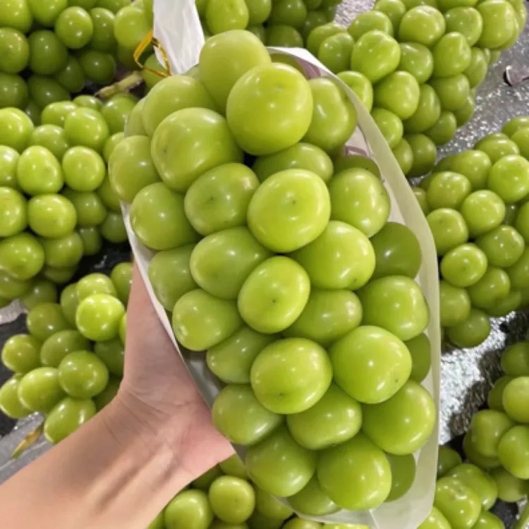 京东包邮阳光玫瑰葡萄新鲜现摘多汁香甜当季水果