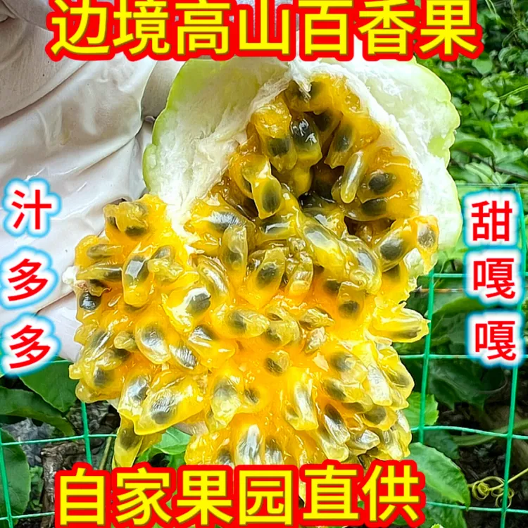 广西边境高山新鲜采摘百香果香甜无酸多汁富含维生素C