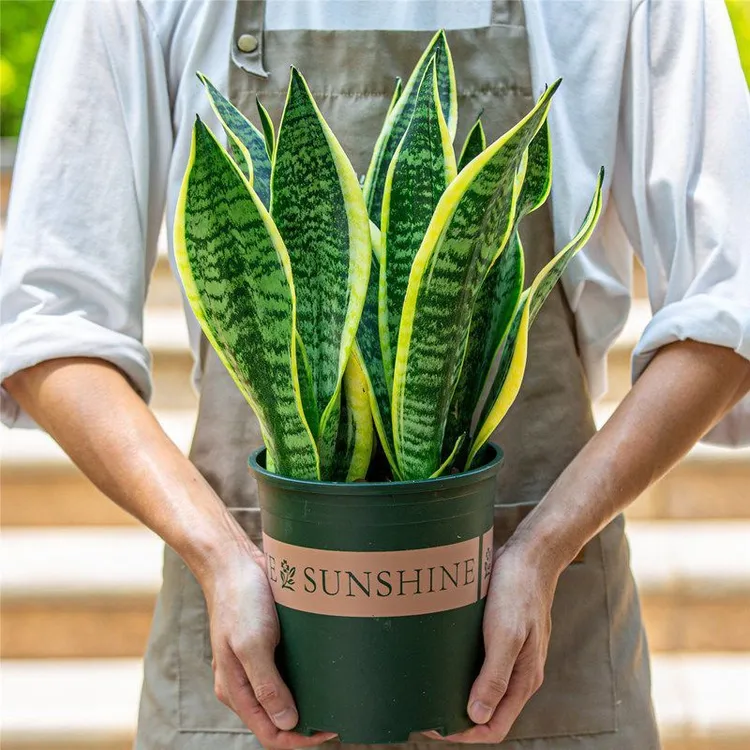 金边虎皮兰新房吸甲醛植物防辐射室内花卉绿植盆栽高矮虎尾兰大型