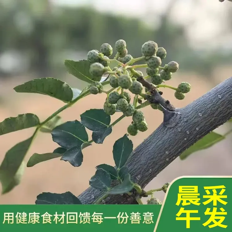 富平绿花椒1000g陕西大红袍新鲜花椒可炼油青湿椒调料红椒现摘