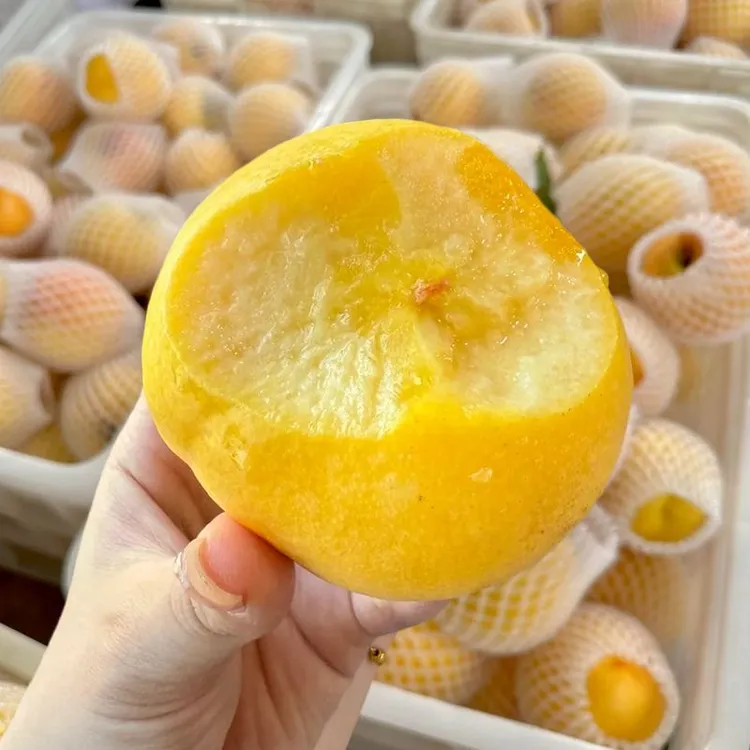 头茬黄桃新鲜桃子软糯脆甜当季应季水果现摘现发产地直销