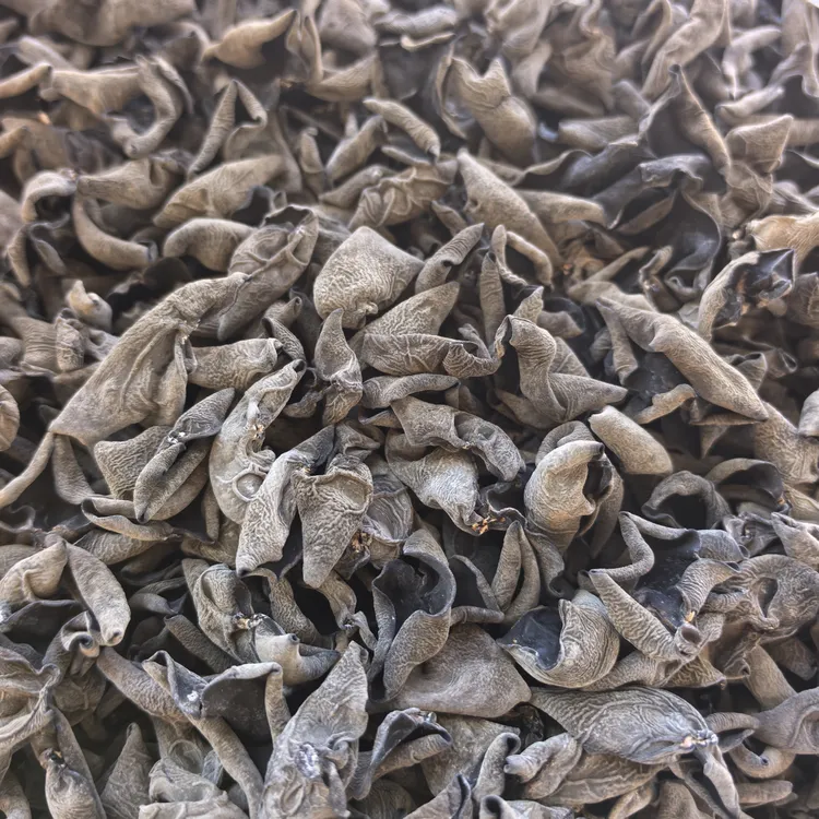 绥阳林业局 秋木耳 精品 肉厚无根 q弹紧实