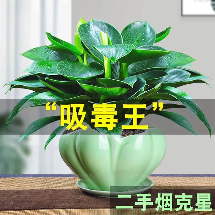 金钻绿公主盆栽四季常青盆景净化空气办公室内客厅桌面绿植物花卉
