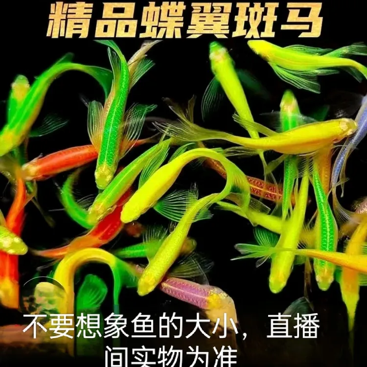 超萌好物8色长鳍叠翼斑马鱼_小型热带观赏鱼
