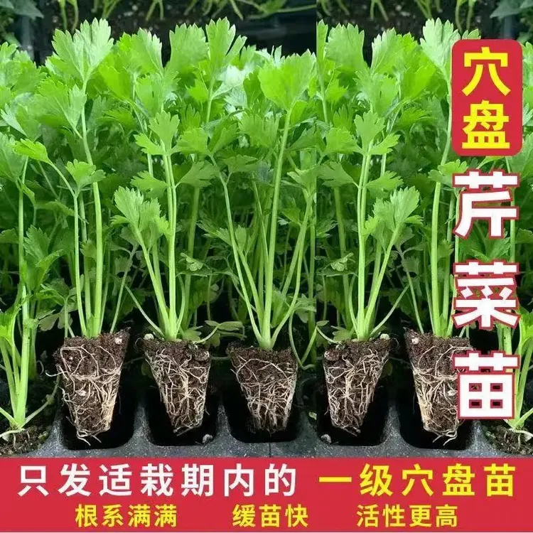 皇后芹菜苗西芹香芹根芹高产四季春秋盆栽阳台基地直发优质培育苗