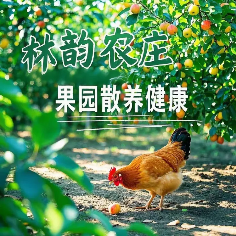 苏北梨园散养草鸡现抓现杀