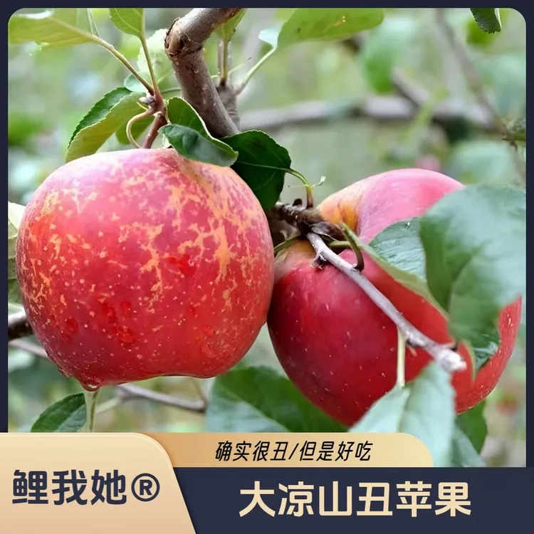 鲤我她®正宗大凉山丑苹果 新鲜应季脆甜多汁冰糖心水果产地直发