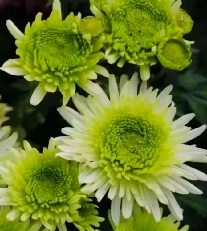 【绿菊】《一物一拍》（带盆发货免移栽）