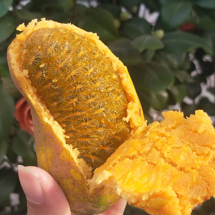 野生新鲜九月黄应季水果牛卵坨八月瓜木通果牛哈卵稀奇罕见童年味