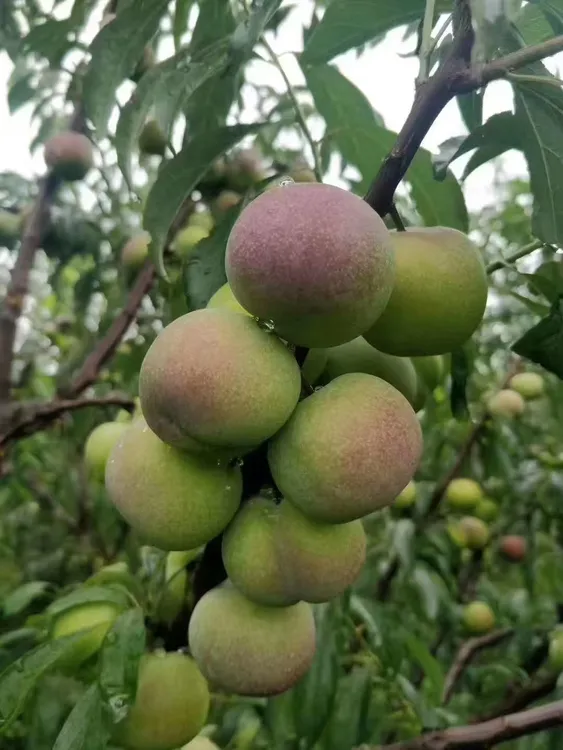 四川宜宾本地老品种半边红【茵红李】每日新鲜现摘现发脆甜可口