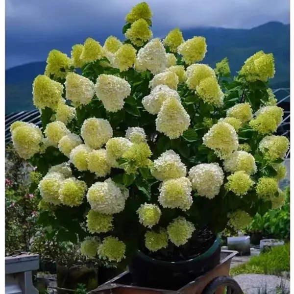 超耐寒圆锥绣球花苗室外木本花卉盆栽别墅庭院花镜植物耐热石灰灯