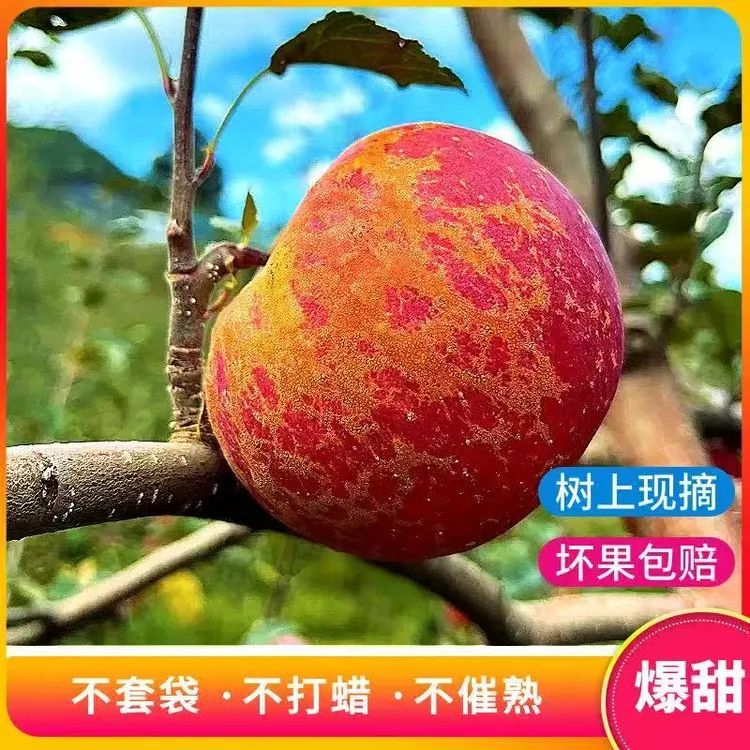 【产地直发】正宗云南昭通高山高原冰糖心新鲜丑苹果脆甜多汁Z