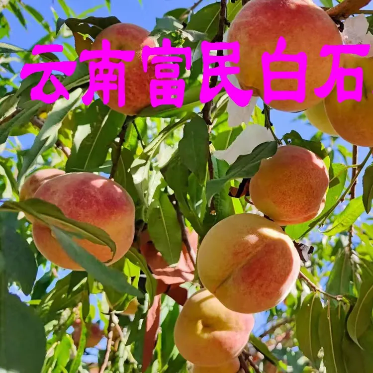 云南富民冬桃脆甜毛桃子现摘冬雪蜜桃高山鲜桃脆甜孕妇水果10斤装