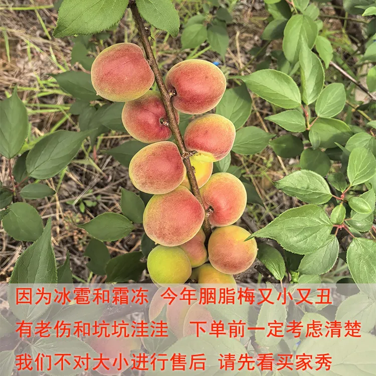 云南大理高山胭脂梅红梅新鲜鲜果泡梅子酒本品种果子特别小请慎拍