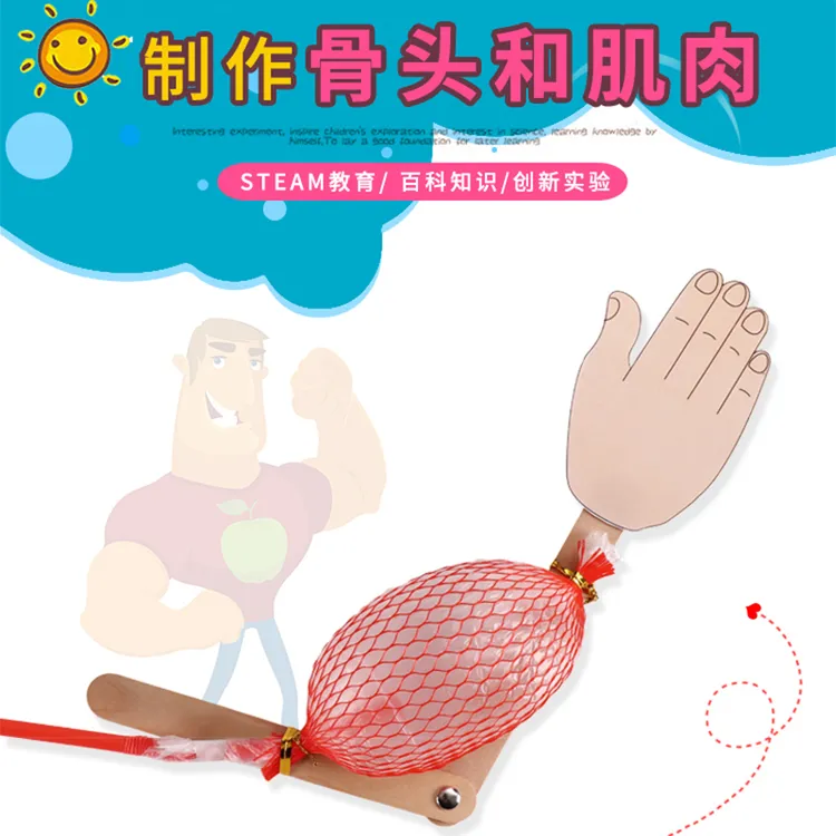 科学实验diy认识骨骼和肌肉模型学生自制材料包生物儿童手工拼装