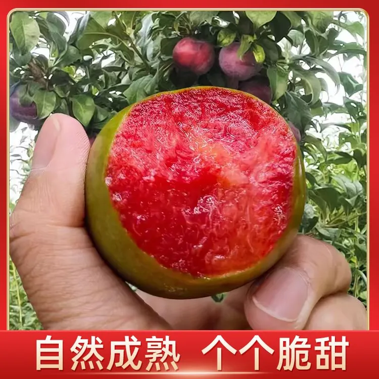 [邮政空运]新疆特产恐龙蛋李子新鲜水果当季现摘脆甜多汁