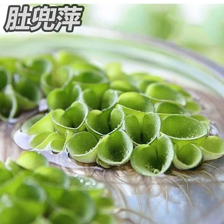 浮萍水草集合含肚兜萍槐叶萍圆心萍可净化水质用于鱼缸造景