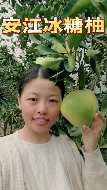 安江冰糖柚清甜多汁肉质脆嫩纯甜微苦回甘新鲜采摘8-9个实惠装