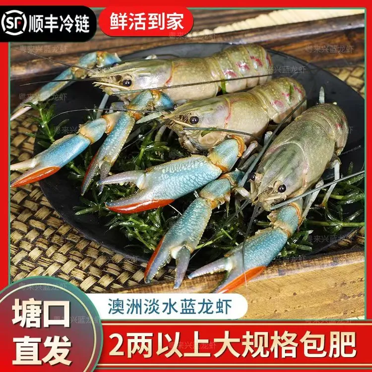 鲜活澳洲淡水蓝龙虾顺丰生鲜空运新鲜直达