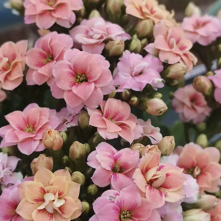 【多比】110盆长寿花植物长寿毛