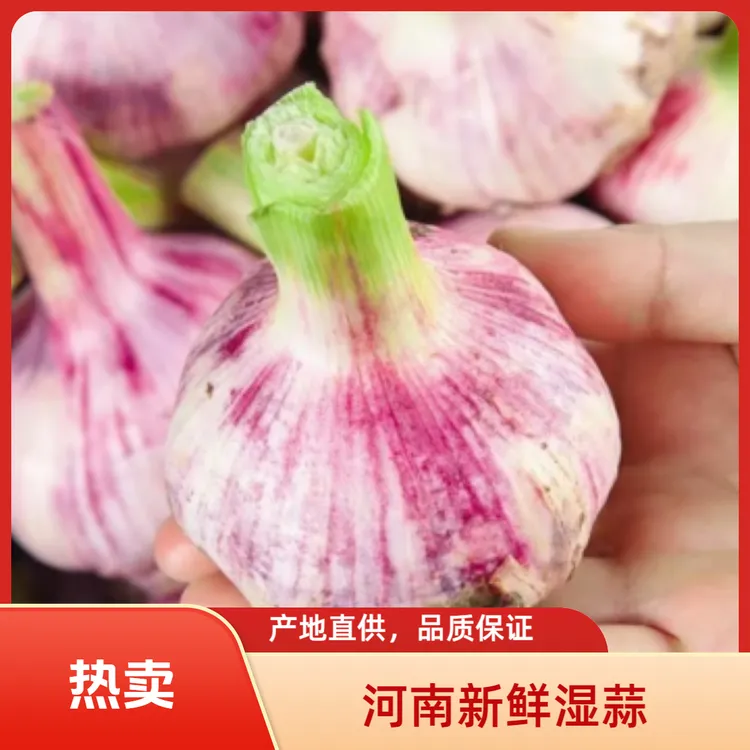 2025河南新鲜大蒜批发价湿蒜可腌糖蒜紫皮现挖现发净重发货
