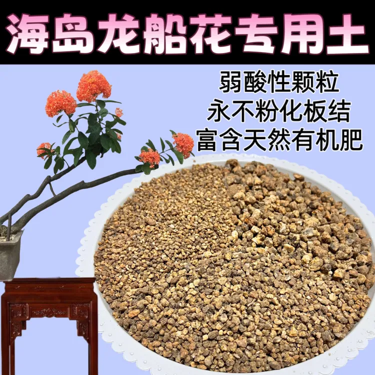 海岛龙船花盆栽风化土下山生桩发根熟桩换土颗粒不粉化板结营养土