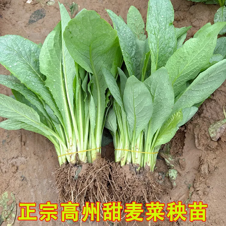 广东正宗高州甜麦菜带头带泥发四季种植可阳台甜软口感苦麦菜种子