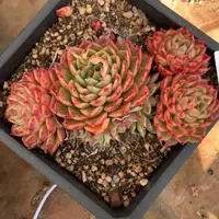 4923杂交多肉植物