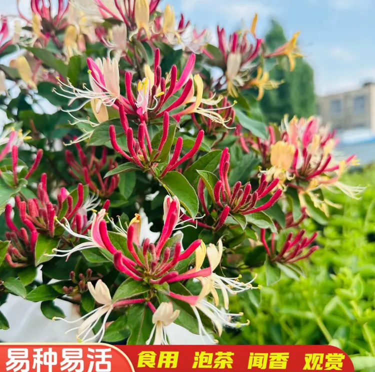 【买一送一】四季多彩红金银花苗食用泡茶盆栽地栽红色黄色各一颗