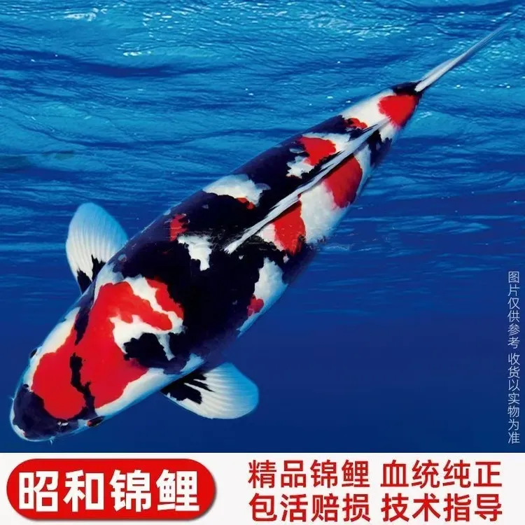 大型锦鲤观赏鱼日本纯种三色白写丹顶昭和鲤鱼鱼池冷水黄金锦鲤鱼