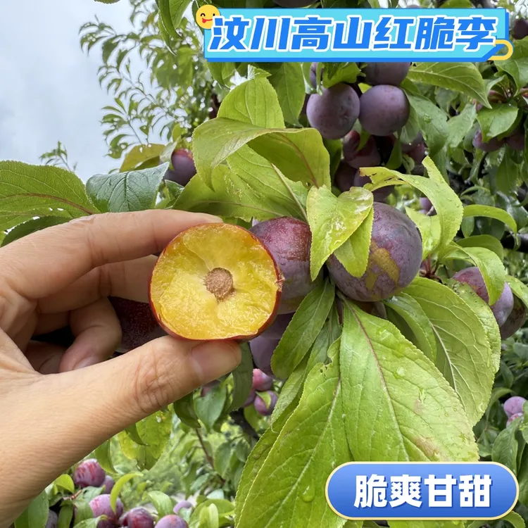 汶川高山高海拔红脆李脱骨李脆甜好吃应季水果李子