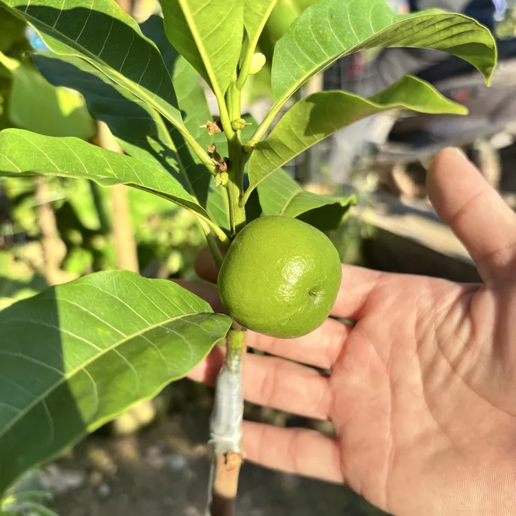 黄晶果（万亿一号）四季品种