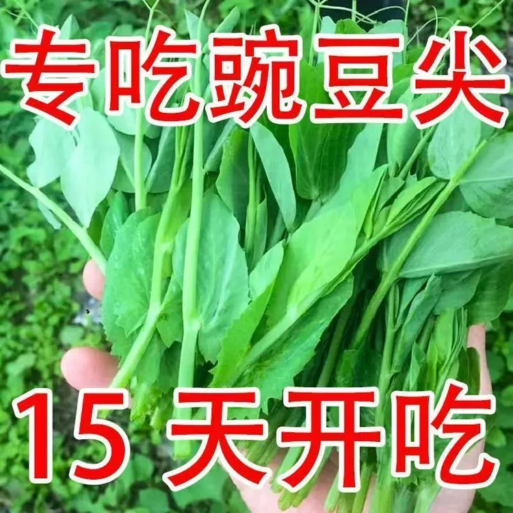 无须豌豆苗种子豌豆尖种子四季易种阳台盆栽芽苗菜秋冬季蔬菜种子