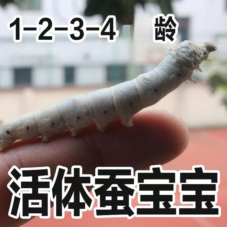 蚕宝宝学生养蚕活蚕桑叶新鲜蚕卵大蚕1234龄天然彩色丝蚕