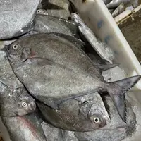 【泽兄妮妮精选】汕尾本港野生乌昌鱼