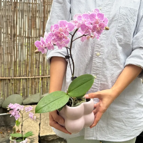 紫色系蝴蝶兰盆栽盆景室内客厅办公室前台桌面绿色趣味花卉绿植