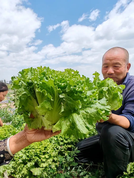 陕西露天生菜口感脆甜全程农家肥不打药