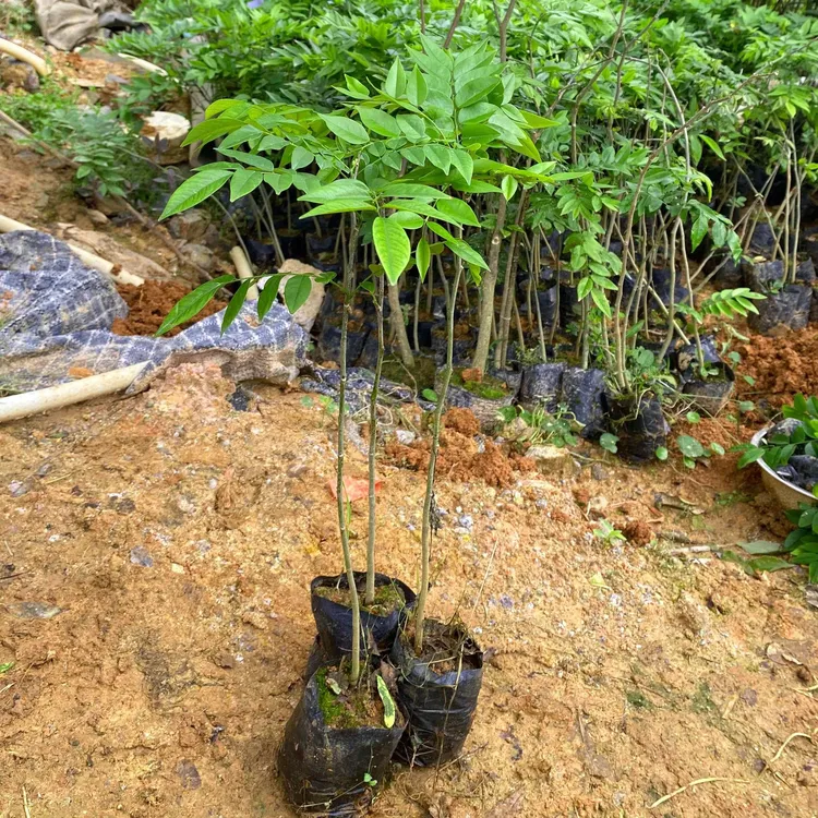 名贵苗木海南黄花梨树苗正宗黄花梨木苗降香黄檀盆栽珍贵植物常绿