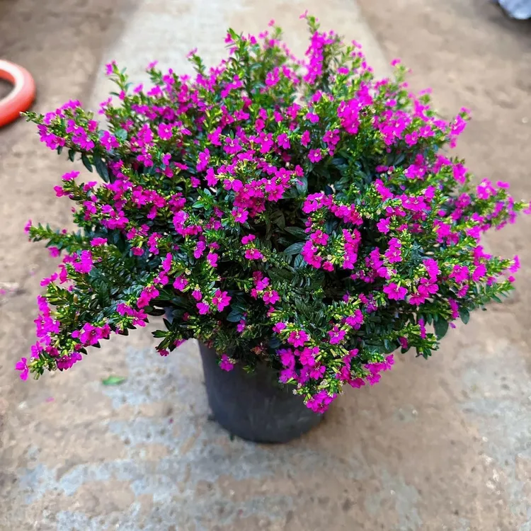 满天星盆栽绿植带花苞室内客厅阳台庭院摆放好养