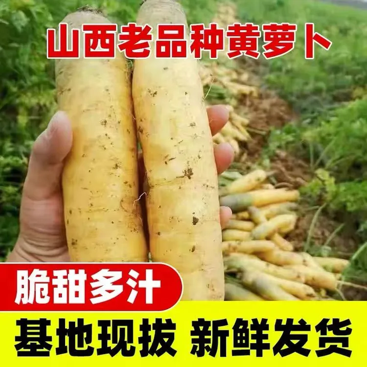 【现挖现发】山西运城黄萝卜新鲜胡萝卜手抓饭萝卜农家时令当季疏菜