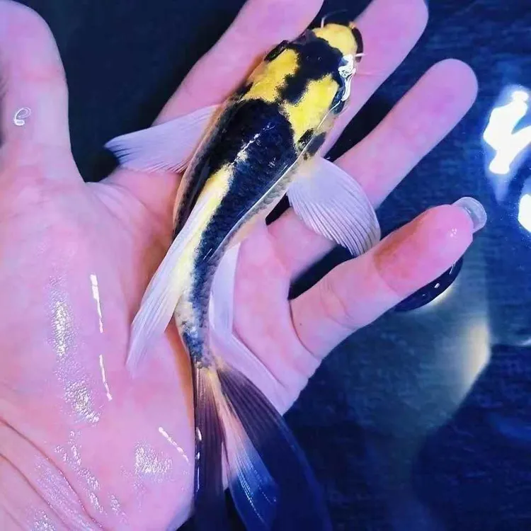 德系玛雅大酋长蝴蝶鲤淡水观赏鱼苗冷水长尾大鳍球体好养鱼观赏鱼