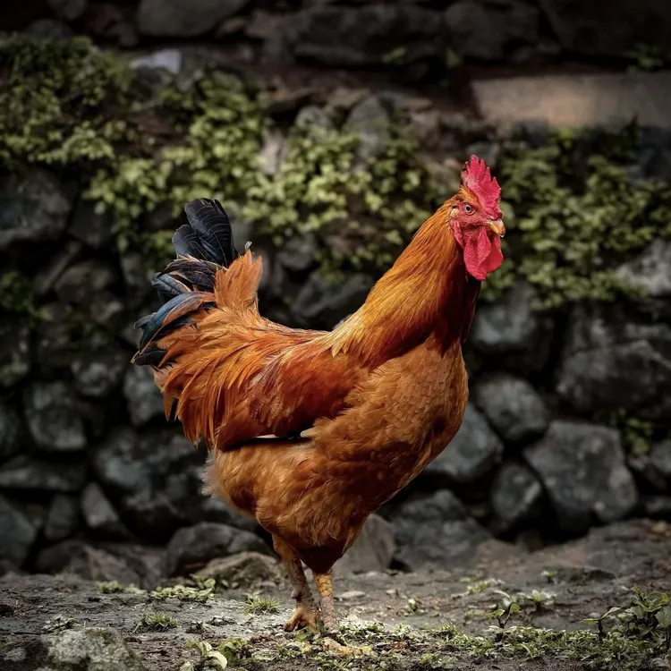 一只 苏北农家散养土公鸡150~180天 现杀现发 净重3斤左右