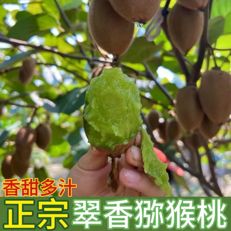【正宗翠香猕猴桃】陕西绿心猕猴桃 催熟放软吃 软糯多汁 新鲜采摘